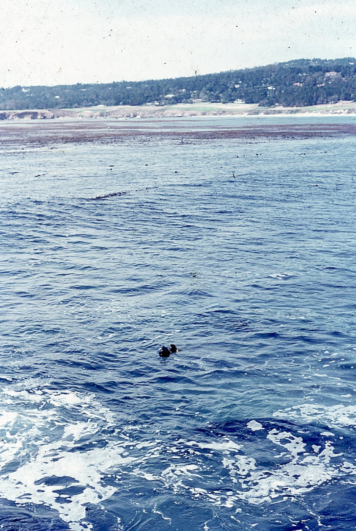 img246.jpg