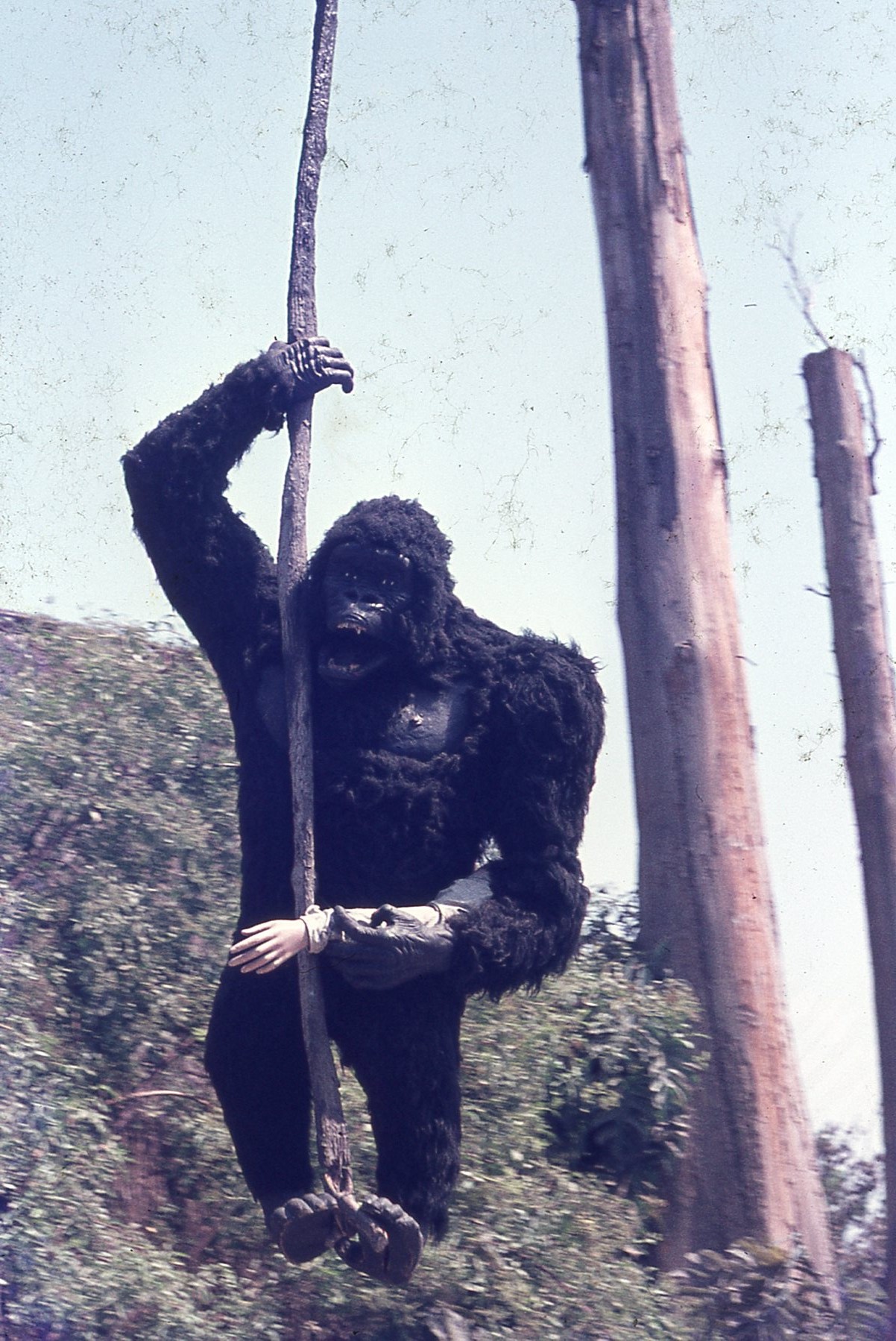 img313.jpg