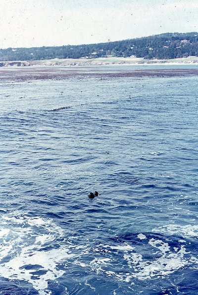 img246.jpg