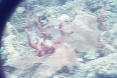 img350.jpg
