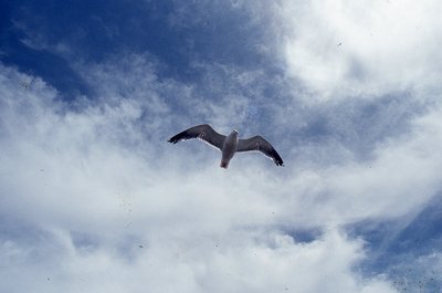 img527.jpg