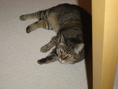 Zarah-1.jpg
