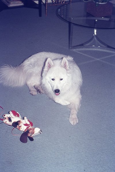 img732.jpg