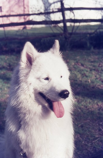 img737.jpg