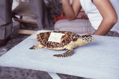img100.jpg