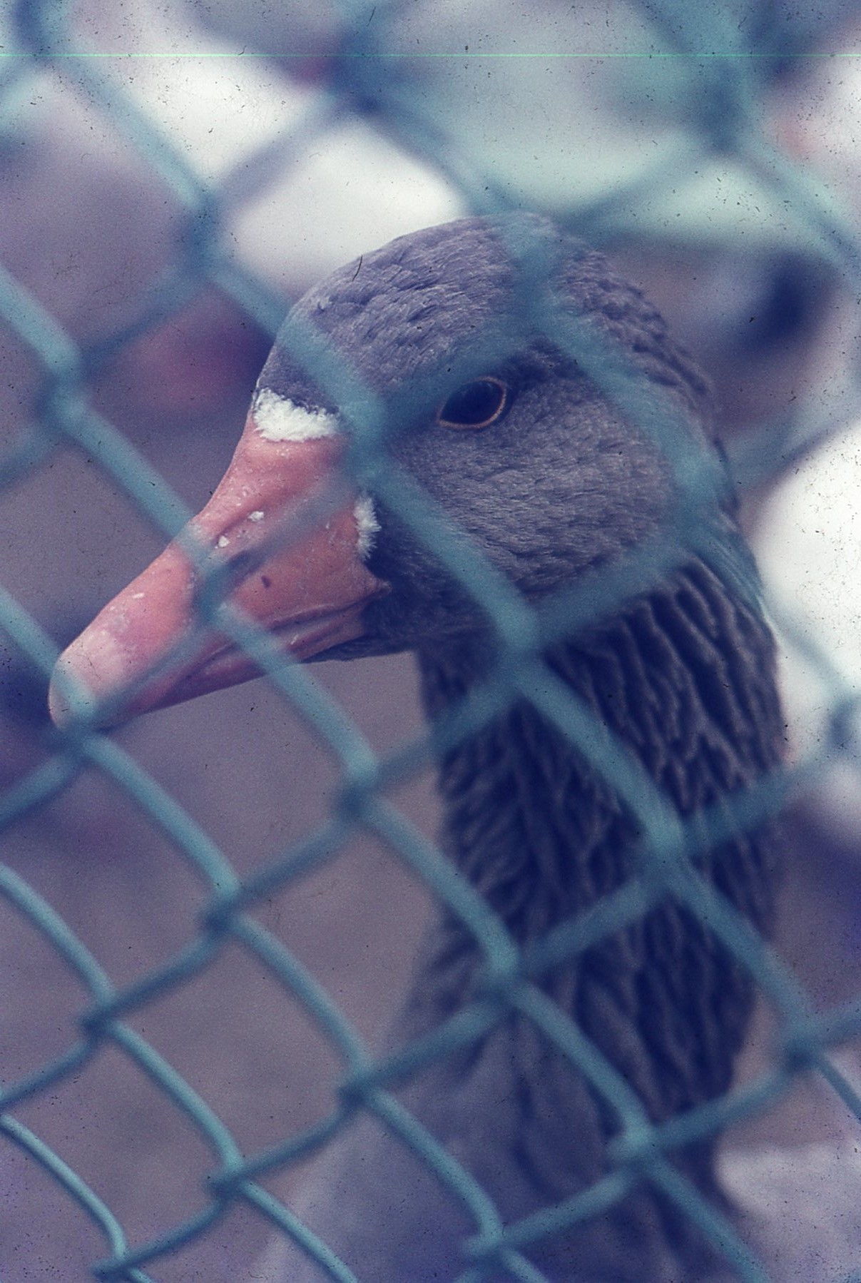 img264.jpg