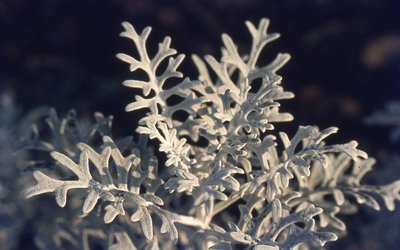img949.jpg