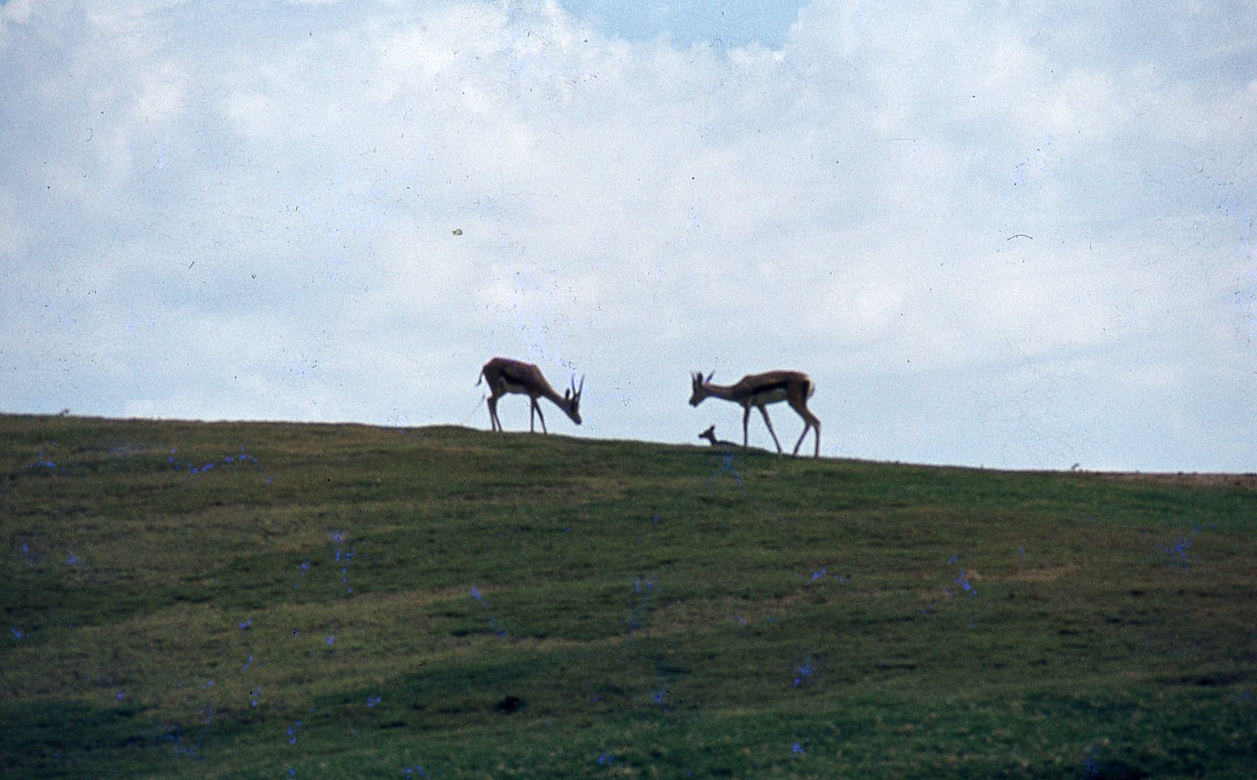 img037.jpg