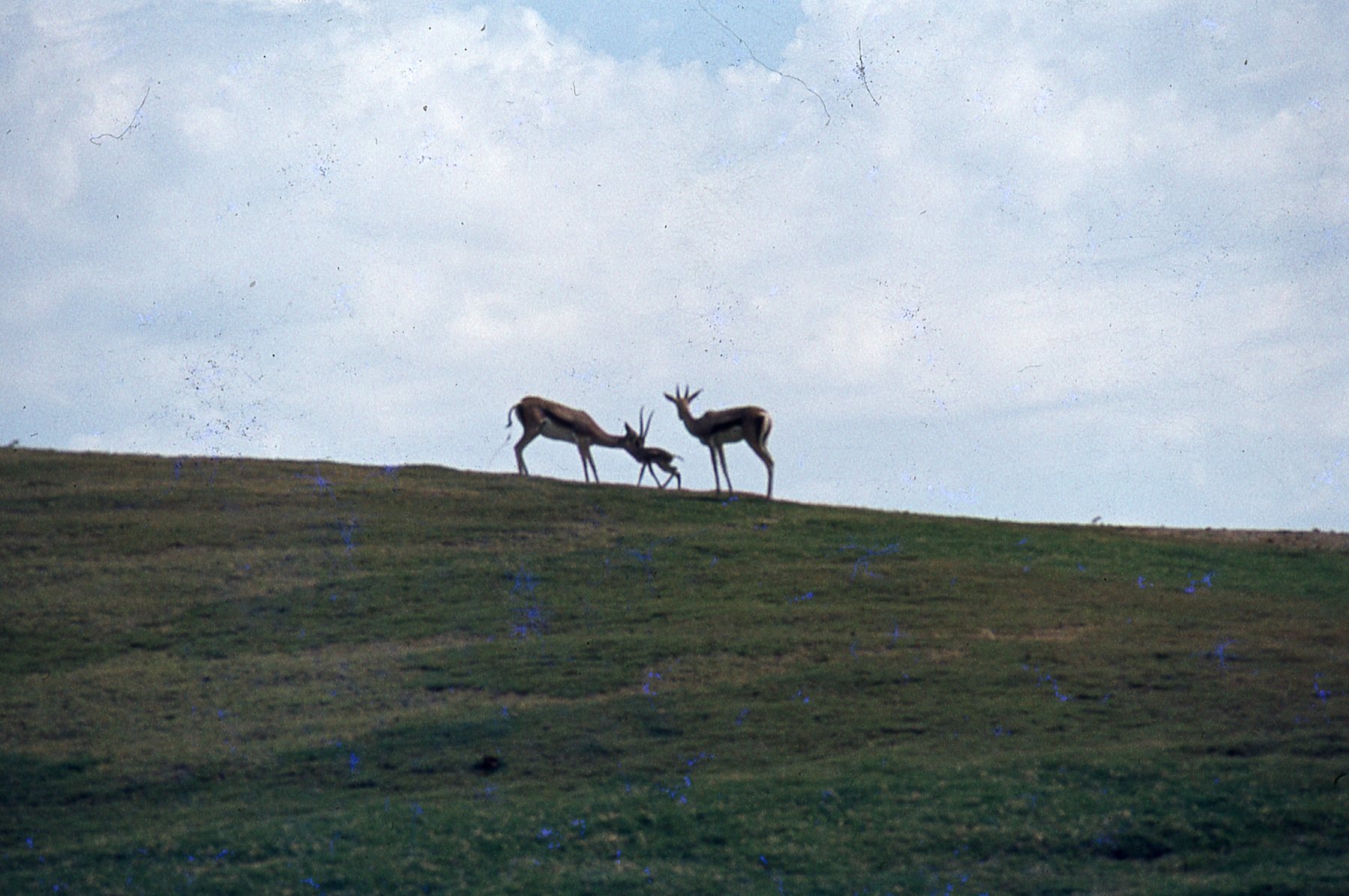 img038.jpg