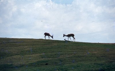 img037.jpg